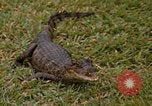 Image crocodile Fort Sherman Panama, 1969, de la seconde 29 séquences d'archives historiques vidéo 65675054603