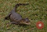 Image crocodile Fort Sherman Panama, 1969, de la seconde 31 séquences d'archives historiques vidéo 65675054603