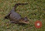 Image crocodile Fort Sherman Panama, 1969, de la seconde 32 séquences d'archives historiques vidéo 65675054603