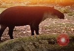 Image tapir Fort Sherman Panama, 1969, de la seconde 1 séquences d'archives historiques vidéo 65675054604