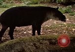 Image tapir Fort Sherman Panama, 1969, de la seconde 3 séquences d'archives historiques vidéo 65675054604