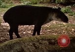 Image tapir Fort Sherman Panama, 1969, de la seconde 4 séquences d'archives historiques vidéo 65675054604