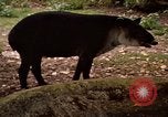 Image tapir Fort Sherman Panama, 1969, de la seconde 5 séquences d'archives historiques vidéo 65675054604