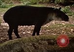 Image tapir Fort Sherman Panama, 1969, de la seconde 7 séquences d'archives historiques vidéo 65675054604