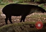 Image tapir Fort Sherman Panama, 1969, de la seconde 8 séquences d'archives historiques vidéo 65675054604