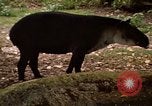 Image tapir Fort Sherman Panama, 1969, de la seconde 9 séquences d'archives historiques vidéo 65675054604