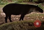 Image tapir Fort Sherman Panama, 1969, de la seconde 10 séquences d'archives historiques vidéo 65675054604