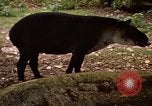 Image tapir Fort Sherman Panama, 1969, de la seconde 11 séquences d'archives historiques vidéo 65675054604