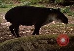 Image tapir Fort Sherman Panama, 1969, de la seconde 12 séquences d'archives historiques vidéo 65675054604
