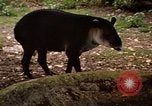 Image tapir Fort Sherman Panama, 1969, de la seconde 13 séquences d'archives historiques vidéo 65675054604