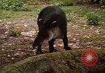 Image tapir Fort Sherman Panama, 1969, de la seconde 14 séquences d'archives historiques vidéo 65675054604