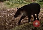 Image tapir Fort Sherman Panama, 1969, de la seconde 15 séquences d'archives historiques vidéo 65675054604