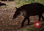 Image tapir Fort Sherman Panama, 1969, de la seconde 16 séquences d'archives historiques vidéo 65675054604