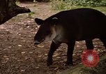 Image tapir Fort Sherman Panama, 1969, de la seconde 17 séquences d'archives historiques vidéo 65675054604