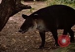 Image tapir Fort Sherman Panama, 1969, de la seconde 18 séquences d'archives historiques vidéo 65675054604