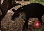 Image tapir Fort Sherman Panama, 1969, de la seconde 19 séquences d'archives historiques vidéo 65675054604