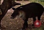 Image tapir Fort Sherman Panama, 1969, de la seconde 20 séquences d'archives historiques vidéo 65675054604