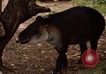 Image tapir Fort Sherman Panama, 1969, de la seconde 21 séquences d'archives historiques vidéo 65675054604