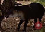 Image tapir Fort Sherman Panama, 1969, de la seconde 22 séquences d'archives historiques vidéo 65675054604