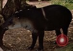 Image tapir Fort Sherman Panama, 1969, de la seconde 23 séquences d'archives historiques vidéo 65675054604