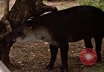 Image tapir Fort Sherman Panama, 1969, de la seconde 24 séquences d'archives historiques vidéo 65675054604
