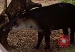 Image tapir Fort Sherman Panama, 1969, de la seconde 25 séquences d'archives historiques vidéo 65675054604
