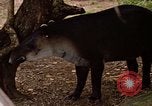 Image tapir Fort Sherman Panama, 1969, de la seconde 26 séquences d'archives historiques vidéo 65675054604