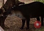 Image tapir Fort Sherman Panama, 1969, de la seconde 27 séquences d'archives historiques vidéo 65675054604