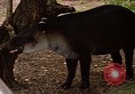 Image tapir Fort Sherman Panama, 1969, de la seconde 28 séquences d'archives historiques vidéo 65675054604