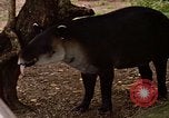 Image tapir Fort Sherman Panama, 1969, de la seconde 29 séquences d'archives historiques vidéo 65675054604
