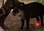 Image tapir Fort Sherman Panama, 1969, de la seconde 30 séquences d'archives historiques vidéo 65675054604