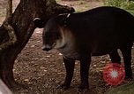 Image tapir Fort Sherman Panama, 1969, de la seconde 31 séquences d'archives historiques vidéo 65675054604
