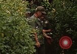 Image jungle pièges Fort Sherman Panama, 1969, de la seconde 12 séquences d'archives historiques vidéo 65675054607
