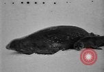 Standbild Richard Evelyn Byrd der Antarktis, 1928, aus Sekunde 12 historischem Filmmaterial Videoclip 65675054615