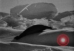 Standbild Richard Evelyn Byrd der Antarktis, 1928, aus Sekunde 51 historischem Filmmaterial Videoclip 65675054615