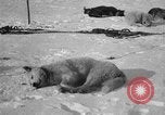 Image of Richard Evelyn Byrd Antarctica, 1928, second 25 stock footage video 65675054624