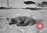 Image of Richard Evelyn Byrd Antarctica, 1928, second 26 stock footage video 65675054624