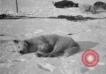 Image of Richard Evelyn Byrd Antarctica, 1928, second 27 stock footage video 65675054624