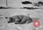 Image of Richard Evelyn Byrd Antarctica, 1928, second 28 stock footage video 65675054624