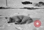 Image of Richard Evelyn Byrd Antarctica, 1928, second 29 stock footage video 65675054624