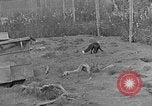 Image of Fox fur farm Alaska USA, 1929, second 4 stock footage video 65675054667