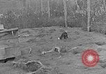 Image of Fox fur farm Alaska USA, 1929, second 5 stock footage video 65675054667
