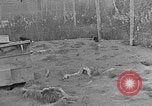Image of Fox fur farm Alaska USA, 1929, second 6 stock footage video 65675054667