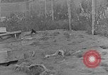 Image of Fox fur farm Alaska USA, 1929, second 8 stock footage video 65675054667