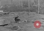 Image of Fox fur farm Alaska USA, 1929, second 10 stock footage video 65675054667