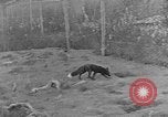 Image of Fox fur farm Alaska USA, 1929, second 11 stock footage video 65675054667