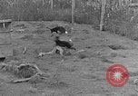 Image of Fox fur farm Alaska USA, 1929, second 12 stock footage video 65675054667