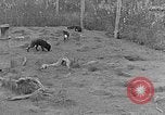 Image of Fox fur farm Alaska USA, 1929, second 13 stock footage video 65675054667