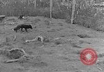 Image of Fox fur farm Alaska USA, 1929, second 14 stock footage video 65675054667