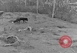 Image of Fox fur farm Alaska USA, 1929, second 15 stock footage video 65675054667